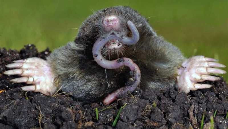 Влияние вертикальных туннелей на почвенный покров