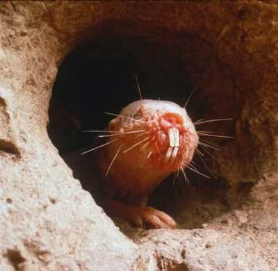 Поведение и образ жизни