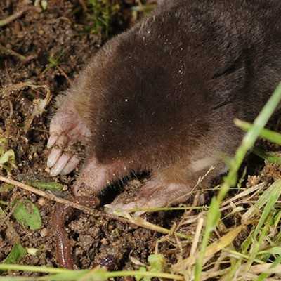 Личный рацион могеры