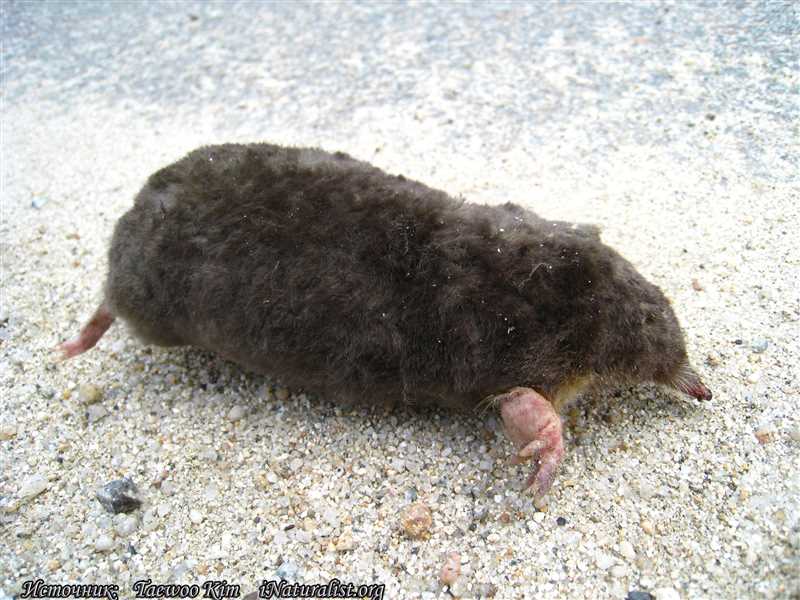 Причины угрозы и защита Японской могеры