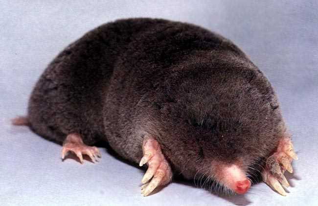 Потребление растительной пищи