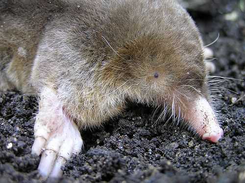 Внешний вид могеры