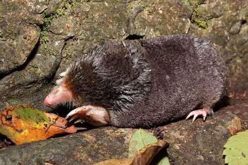 Таблица: Уникальные физические адаптации могеры