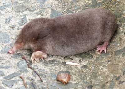 Внешний вид могеры и ее анатомические особенности