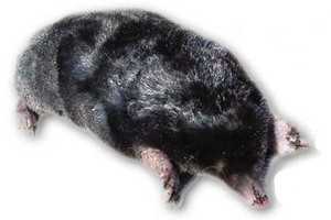 Японская могера (Mogera wogura) - загадочный обитатель японских лесов Японская могера (Mogera wogura)